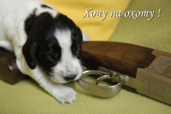 Хочу на охоту