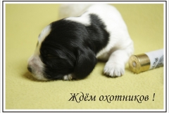 Ждем охотников
