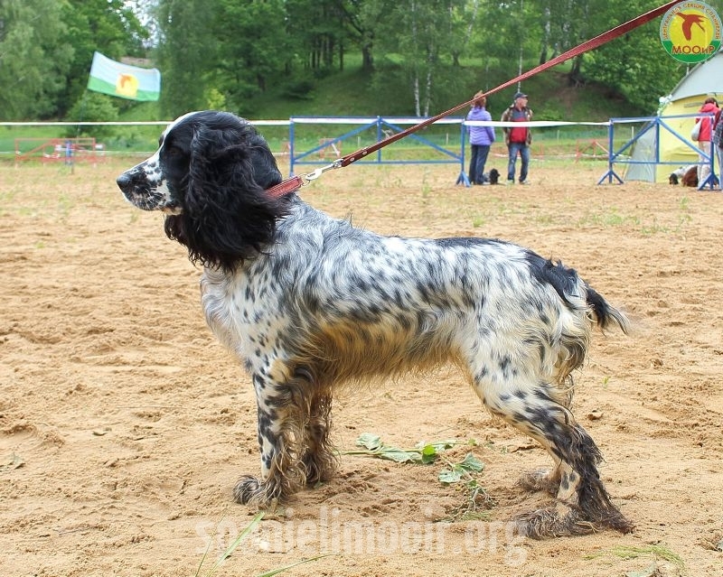 14-mesto-baronessa-leon-navolokin-a-l