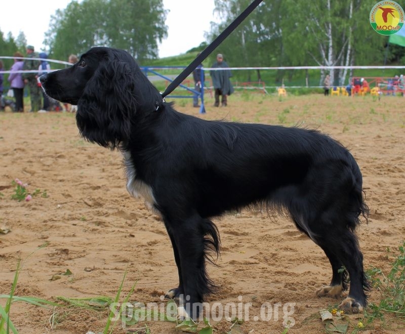 9-mesto-baronessa-simona-gonchar-s-v