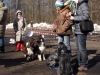 Английскии спрингер спаниель